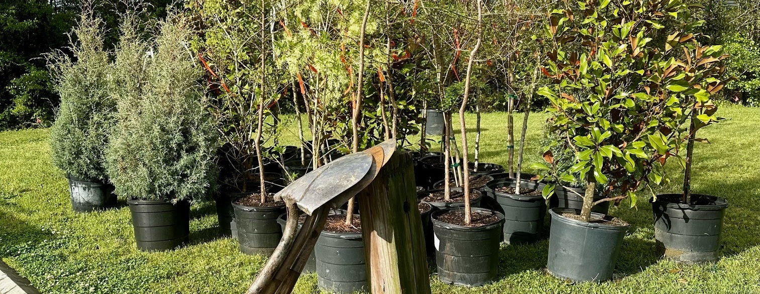 Laurel Grove Cemetery Planting